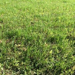 trávník, péče, jaro, strom, pařez