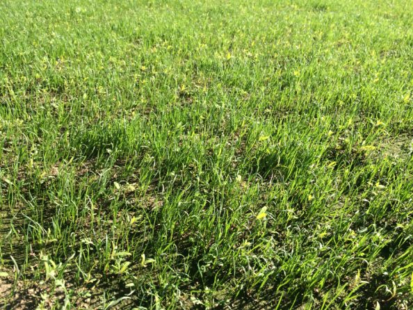 img_5096 trávník, péče, jaro, strom, pařez